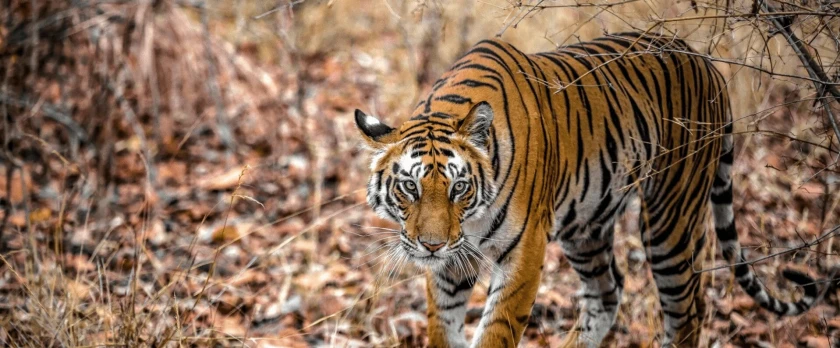 Safaris por la India 2026-27