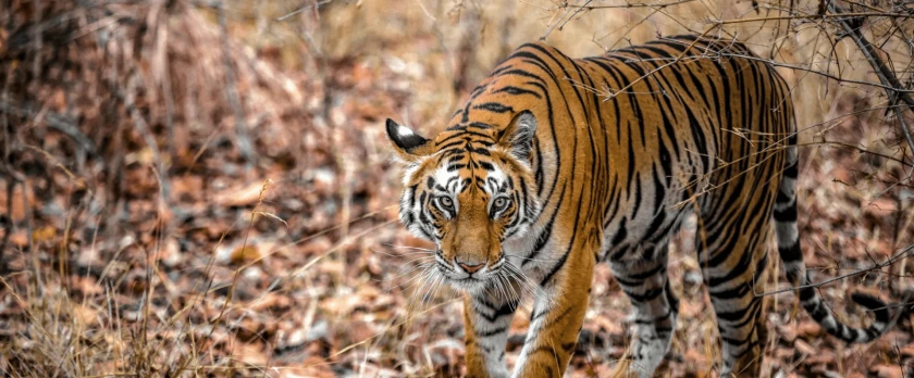 Safaris por la India 2026-27