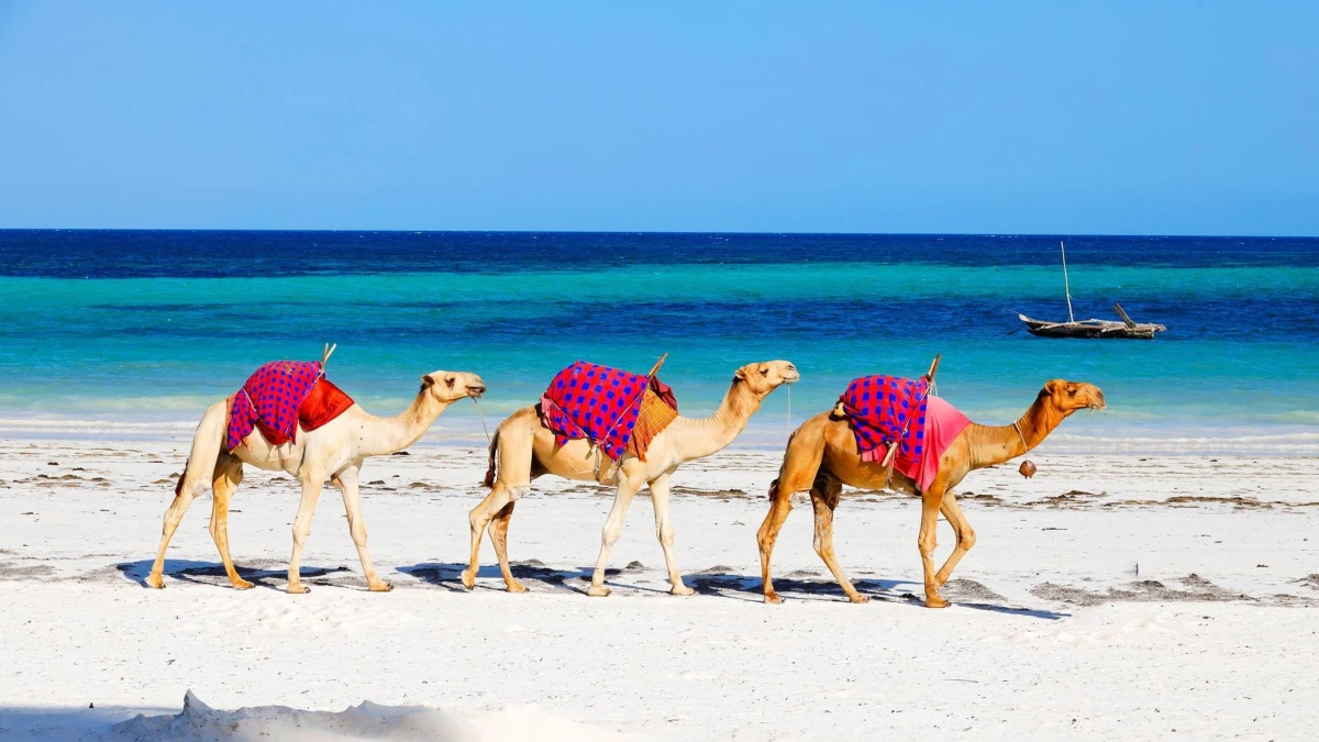 Safari y playas de Kenia 2026
