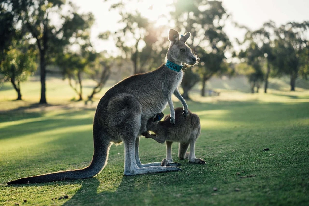 Maravillas de Australia