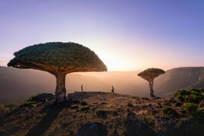 Paisajes de Sudáfrica, Ruta jardín 2025-26