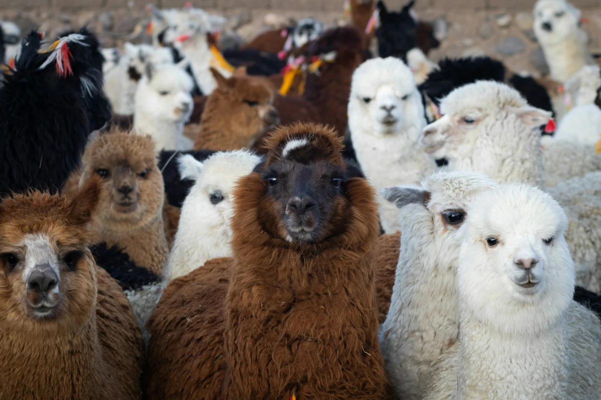 Altiplano Infinito